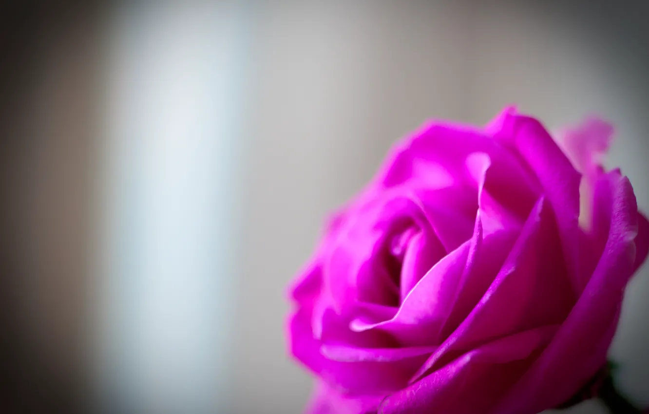 Фото обои макро, цветы, фон, обои, розовая, нежность, роза, лепестки