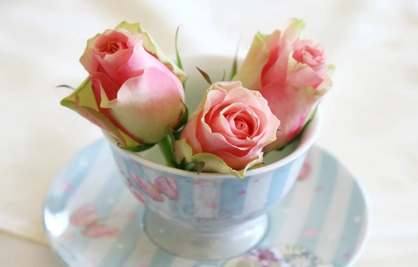 Фото обои цветы, розы, chashka, blyudce, butony, rozy