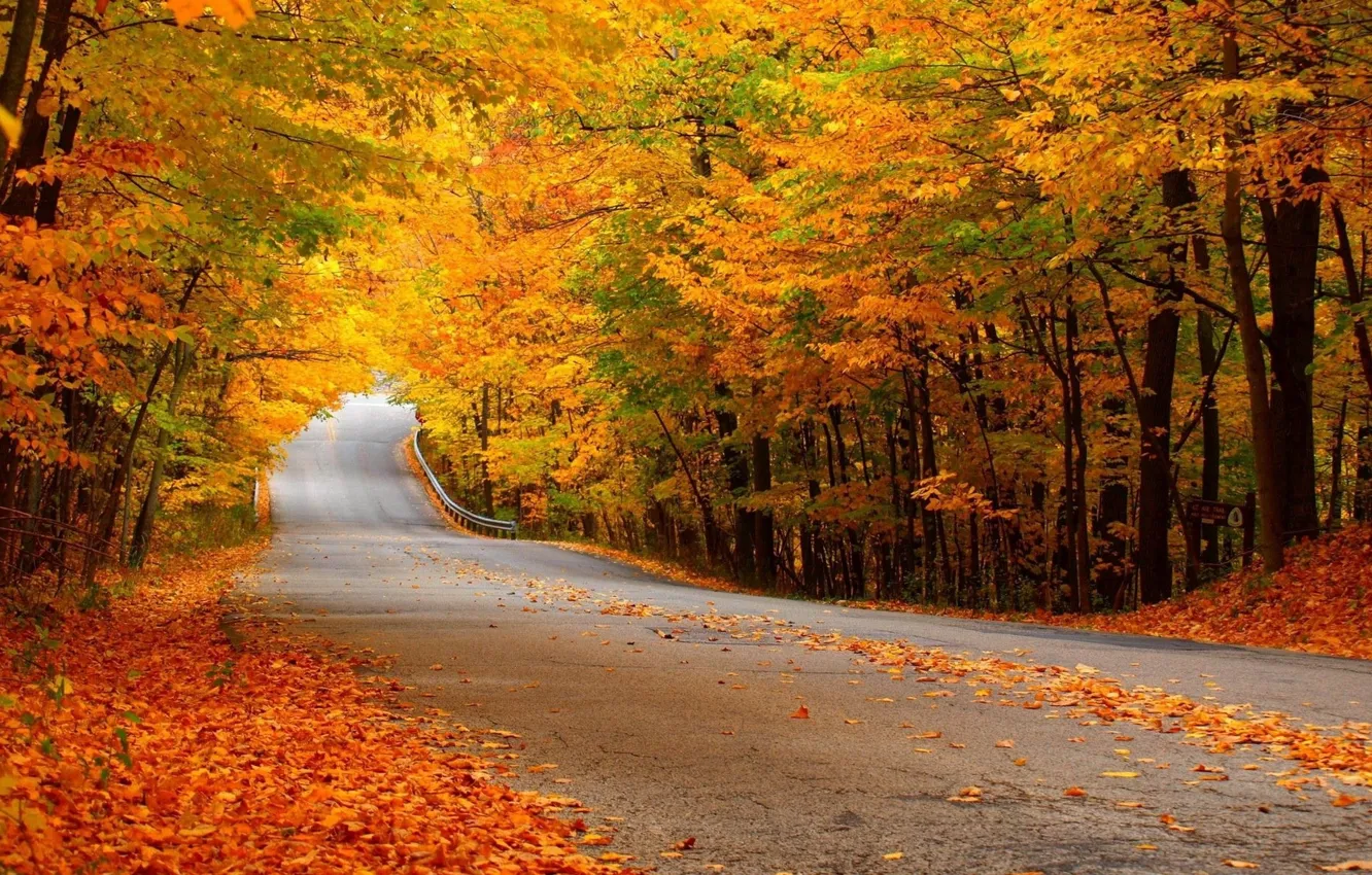 Фото обои дорога, осень, лес, желтая листва