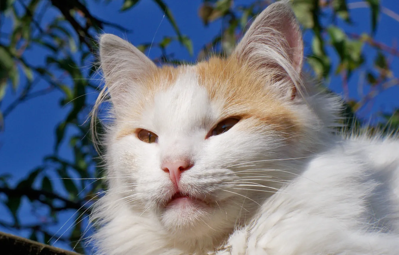 Фото обои белый, кот, усы, морда, котик, нос, рыжий