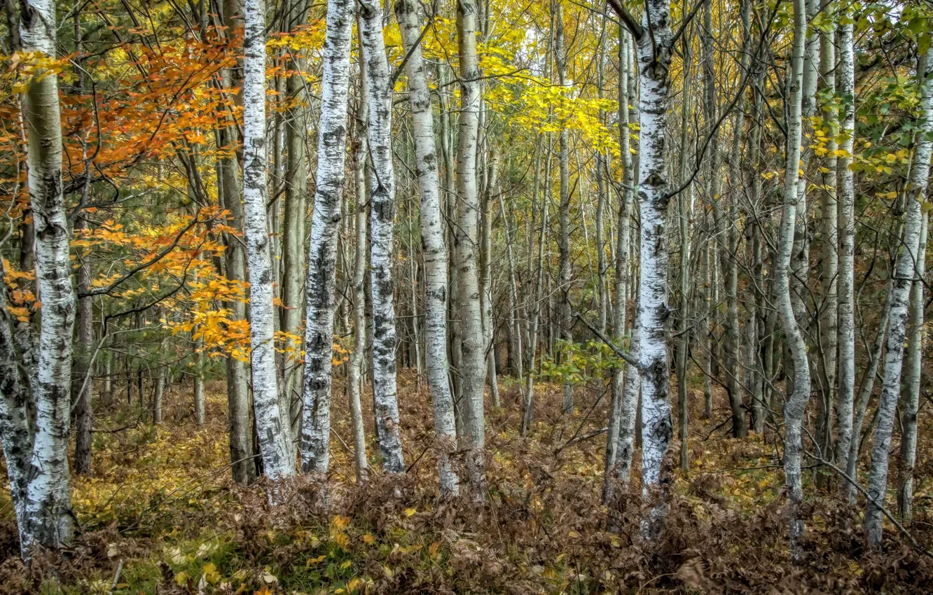Фото обои осень, лес, природа, берёзы