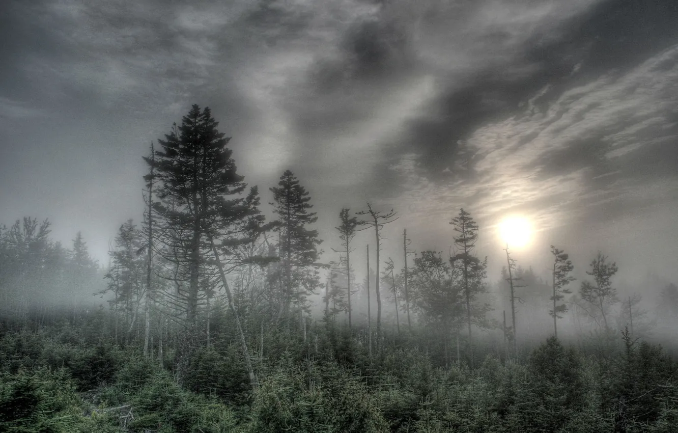 Фото обои лес, солнце, деревья, туман