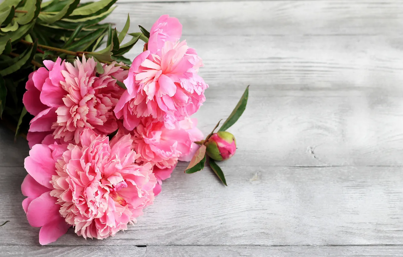 Фото обои цветы, розовые, wood, pink, flowers, пионы, peonies