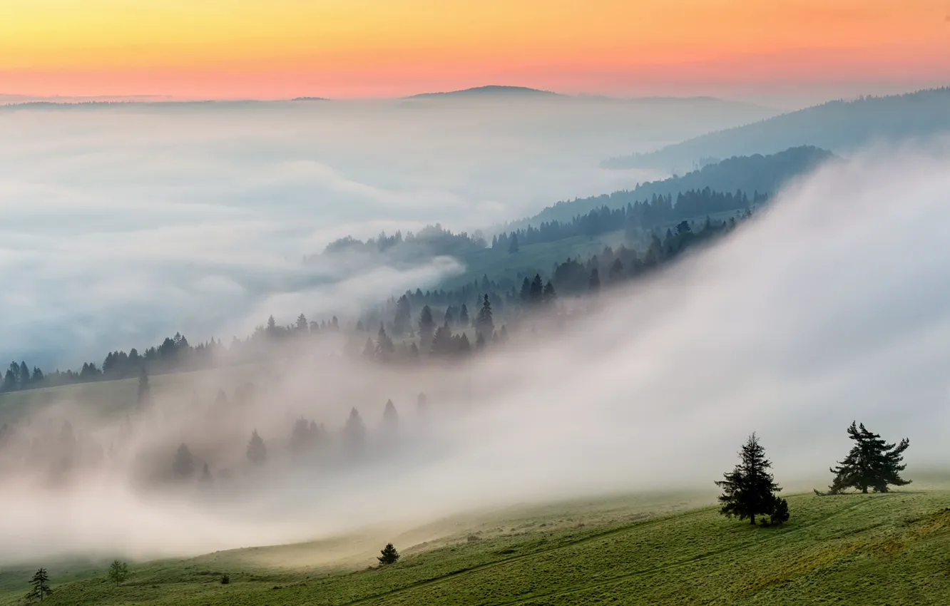 Фото обои природа, туман, утро, склон