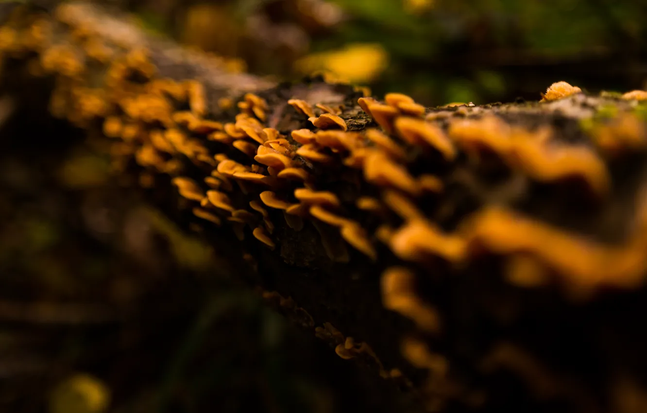 Фото обои Nature, Wood, Tree, Autumn, Macro, Forest, Rotten, Fungus