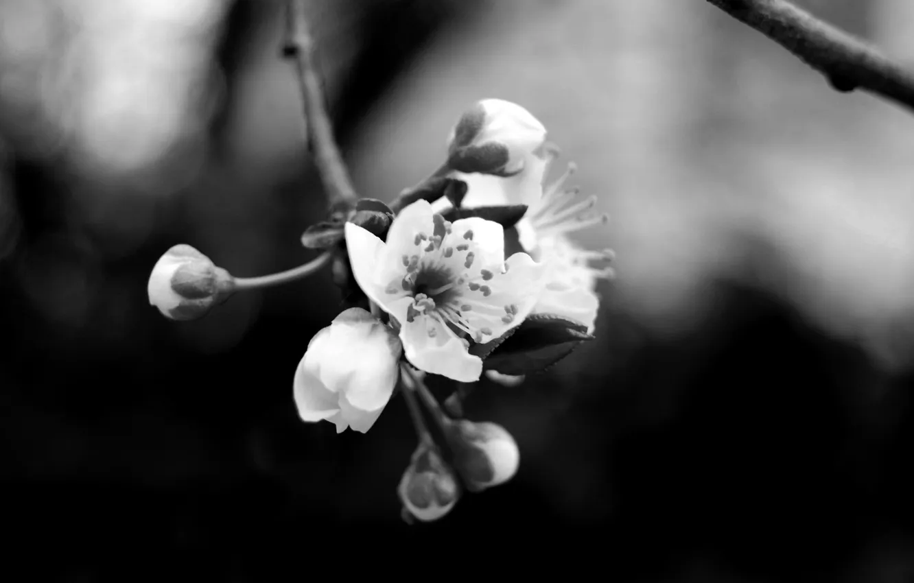 Фото обои цветок, ветка, лепестки, черно белое, тычинка