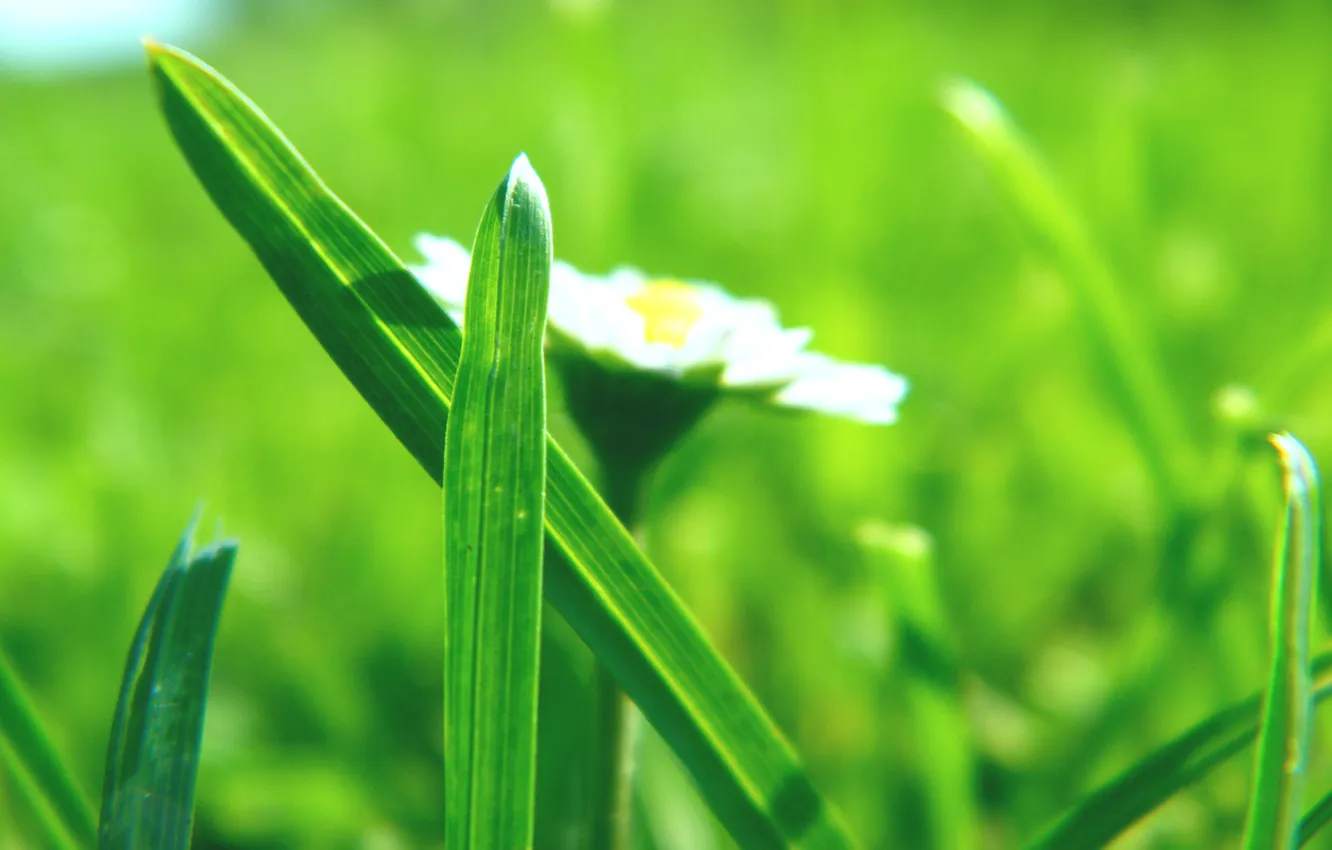 Фото обои трава, макро, цветы, свежесть, природа, весна, весенние картинки, весенние обои