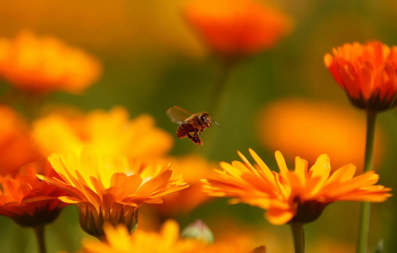 Фото обои полет, цветы, пчела