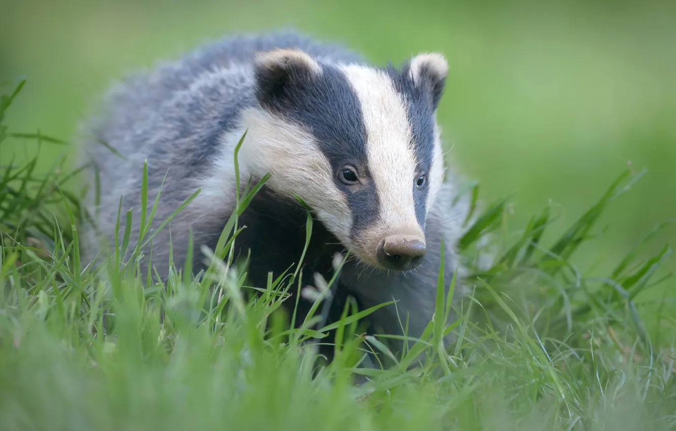 Фото обои трава, взгляд, морда, крупный план, зеленый, фон, животное, портрет