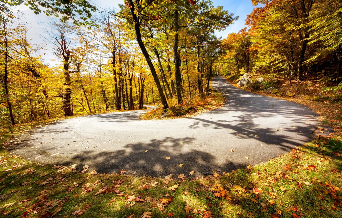 Фото обои дорога, осень, поворот
