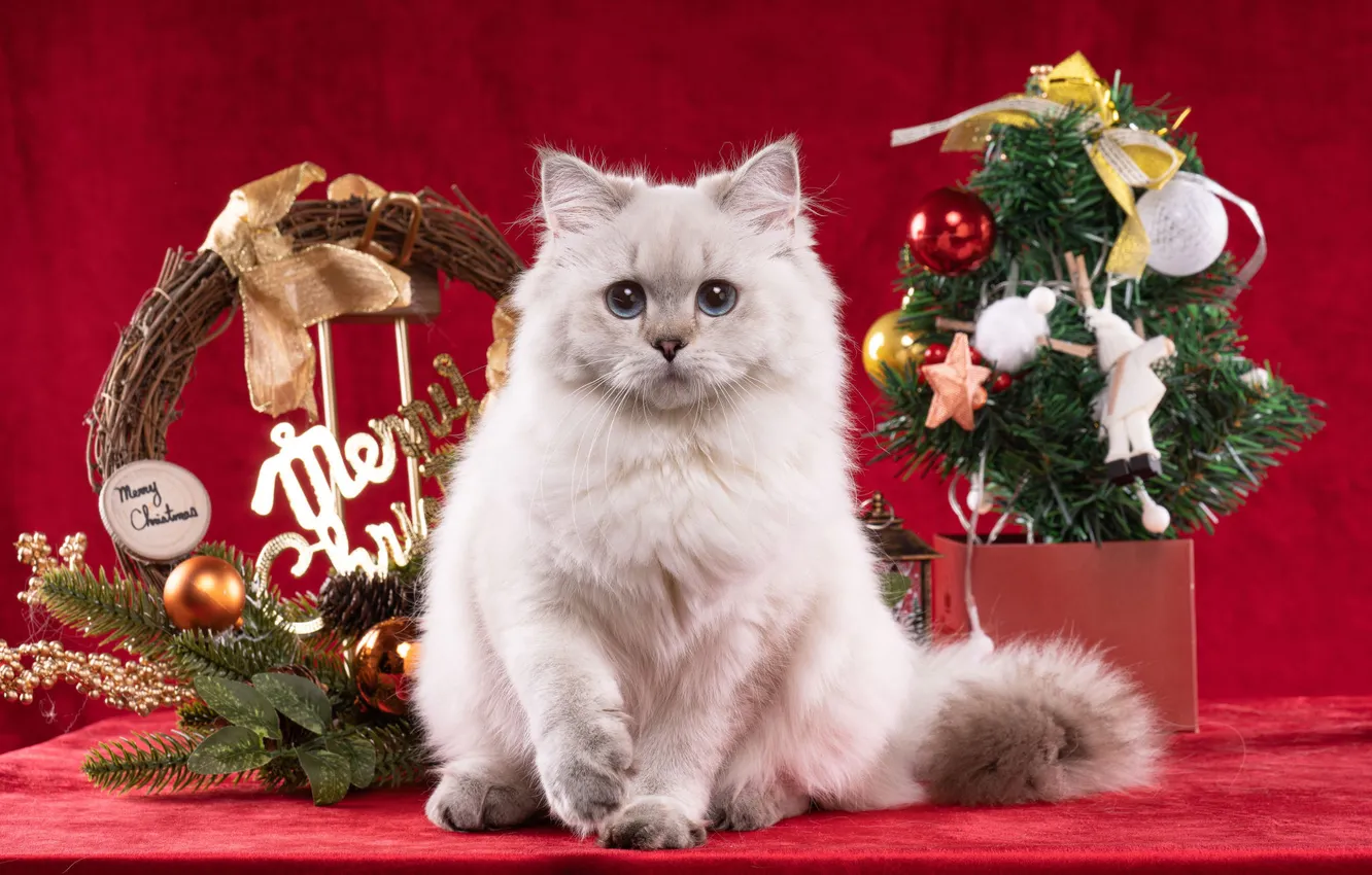 Фото обои кошка, белый, взгляд, шарики, ветки, поза, котенок, коробка