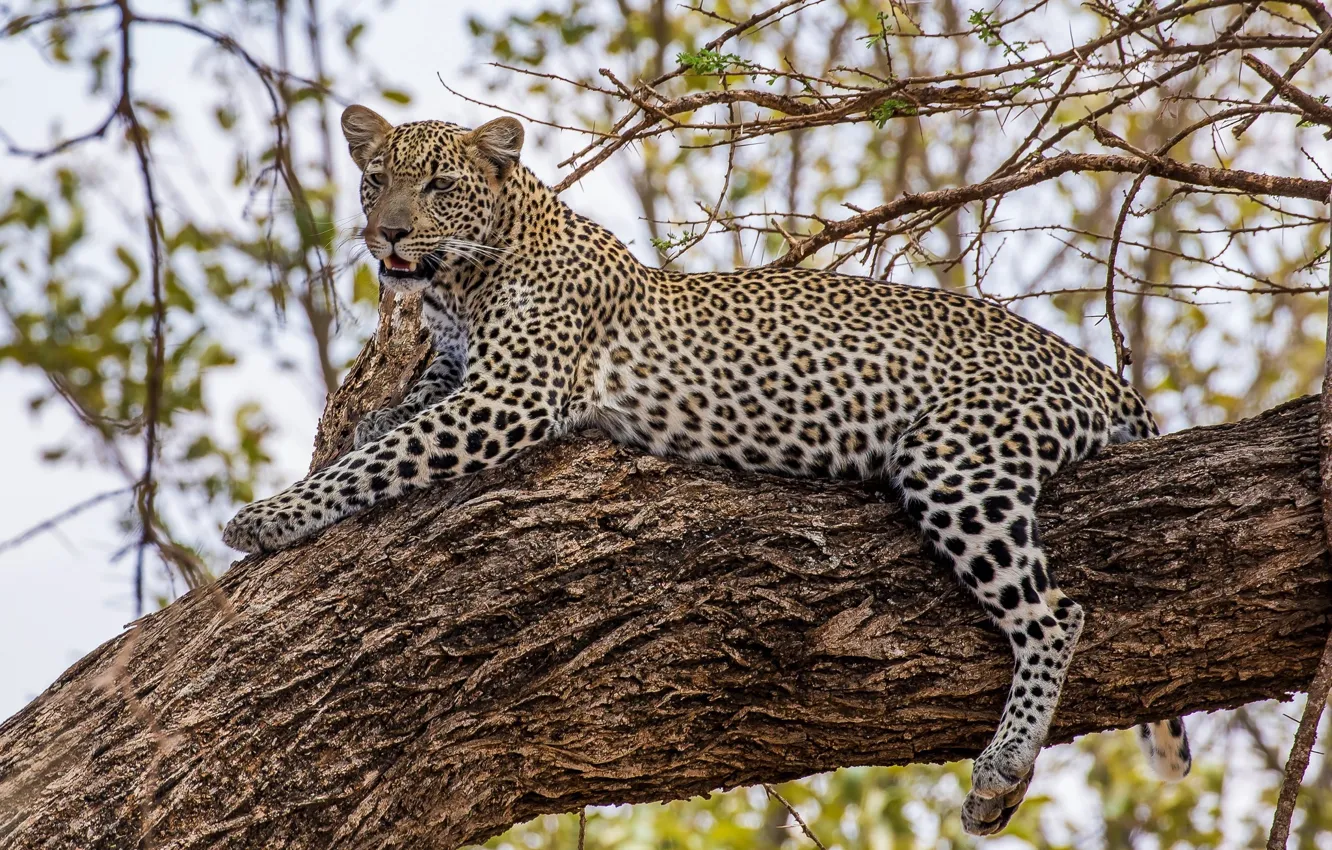 Фото обои отдых, хищник, леопард, лежит, дикая кошка, на дереве