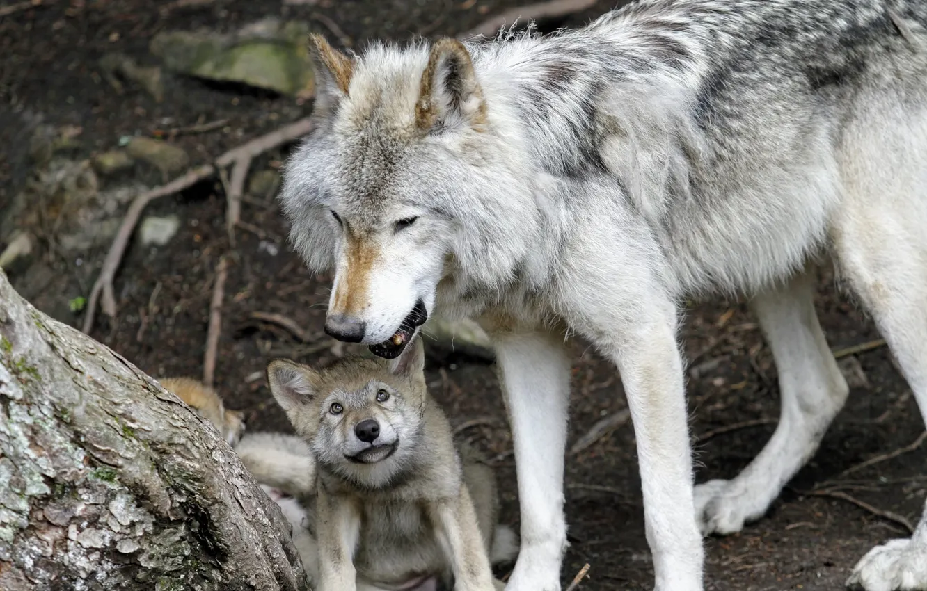 Фото обои nature, face, animal, wolf, wildlife, head, fur, mammal