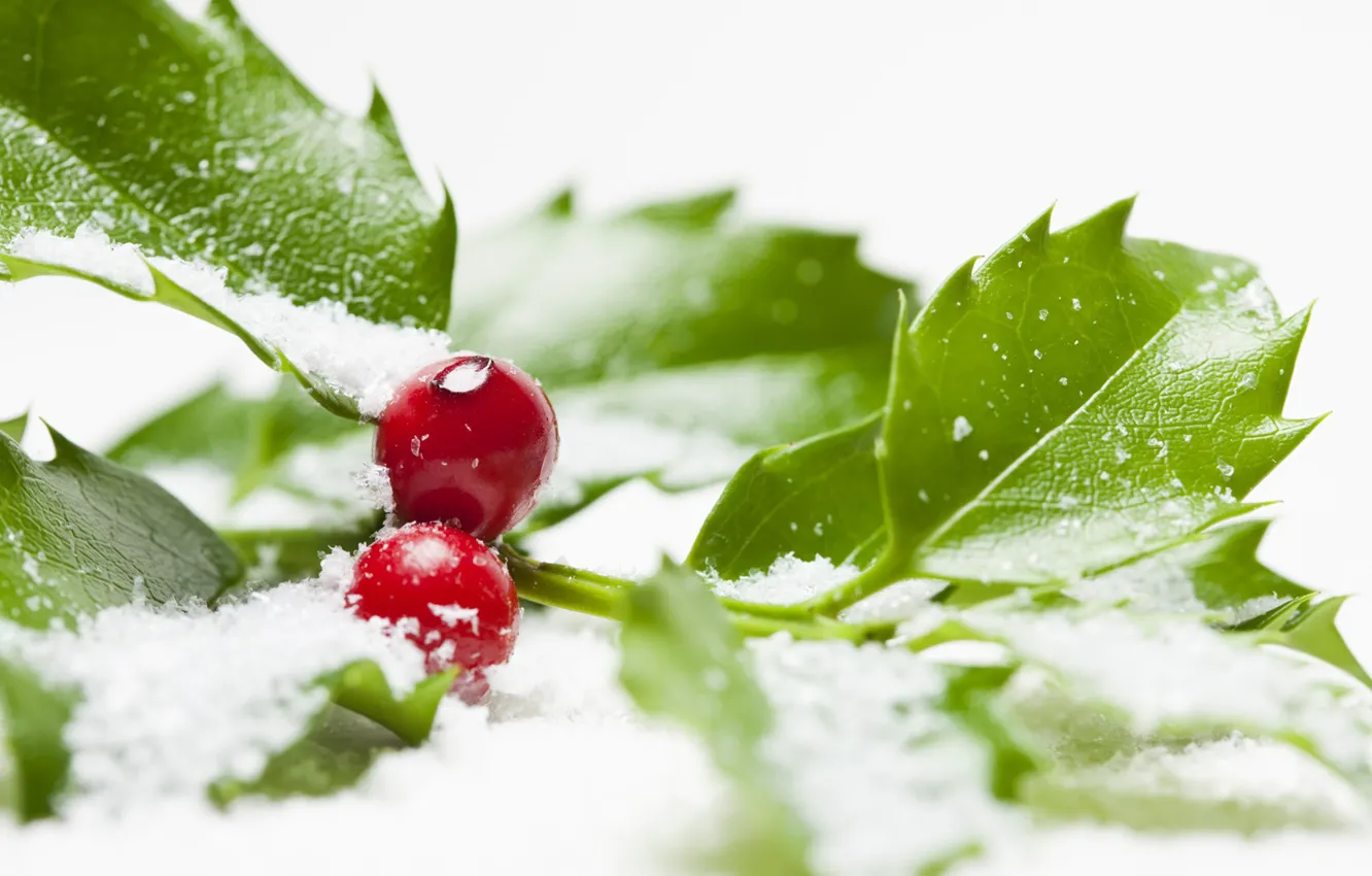 Фото обои снег, ягоды, остролист, aquifolium