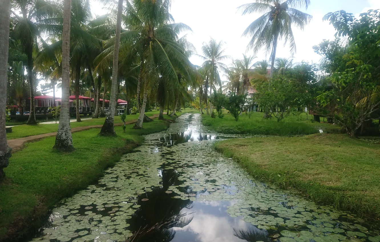 Фото обои Nature in Suriname, Plantation Suriname, Wallpapers Suriname, Plantage Frederiksdorp Suriname