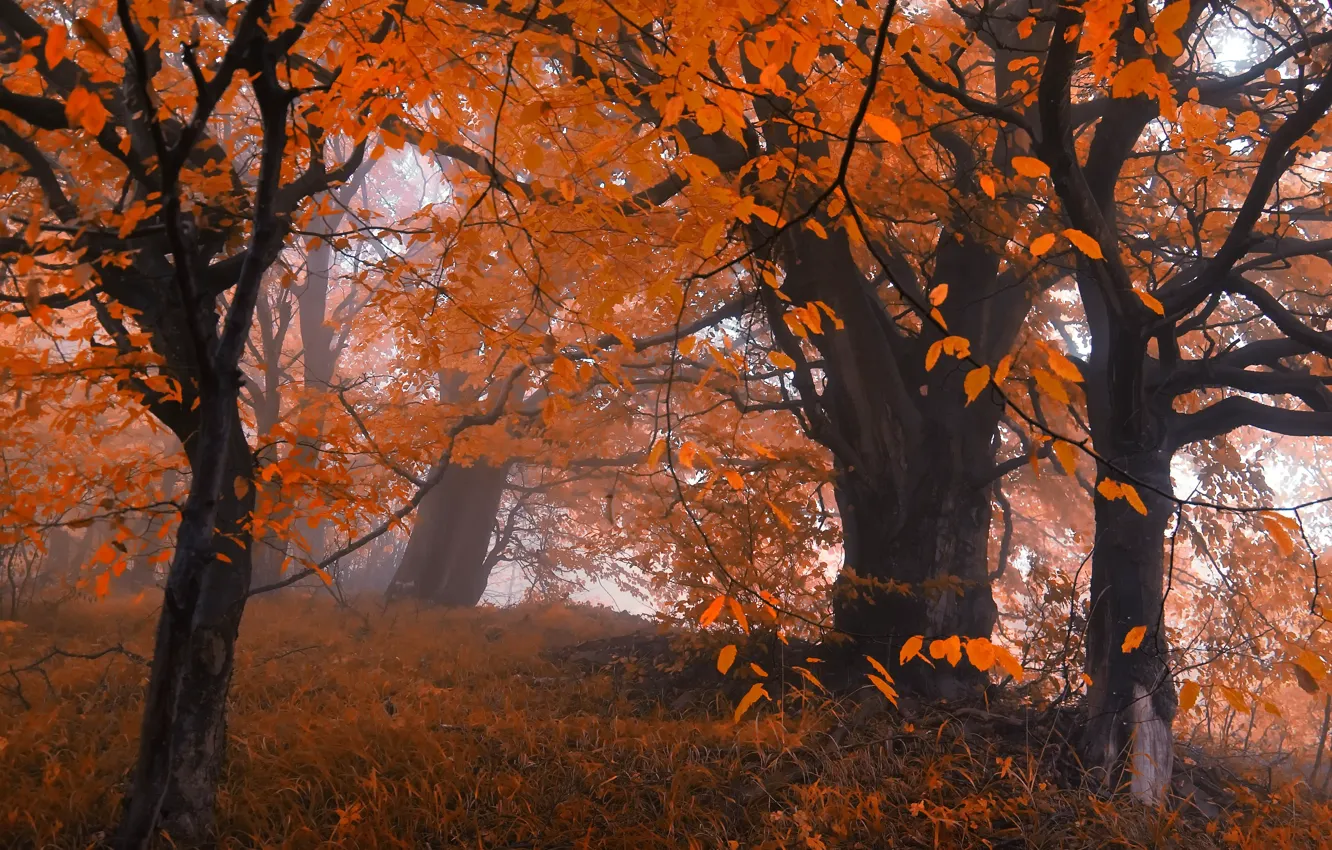 Фото обои осень, лес, листья, деревья, туман, Природа, forest, листопад