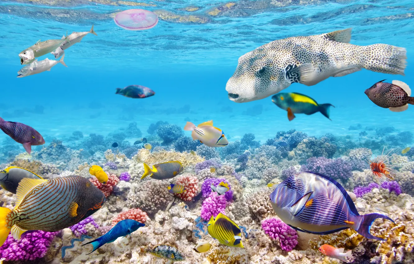 Фото обои рыбки, океан, world, подводный мир, underwater, ocean, fishes, tropical
