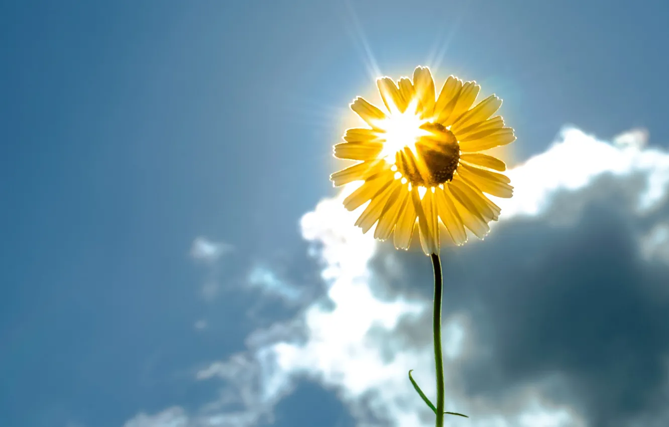 Фото обои цветок, небо, солнце, цветы, фон, widescreen, обои, подсолнух