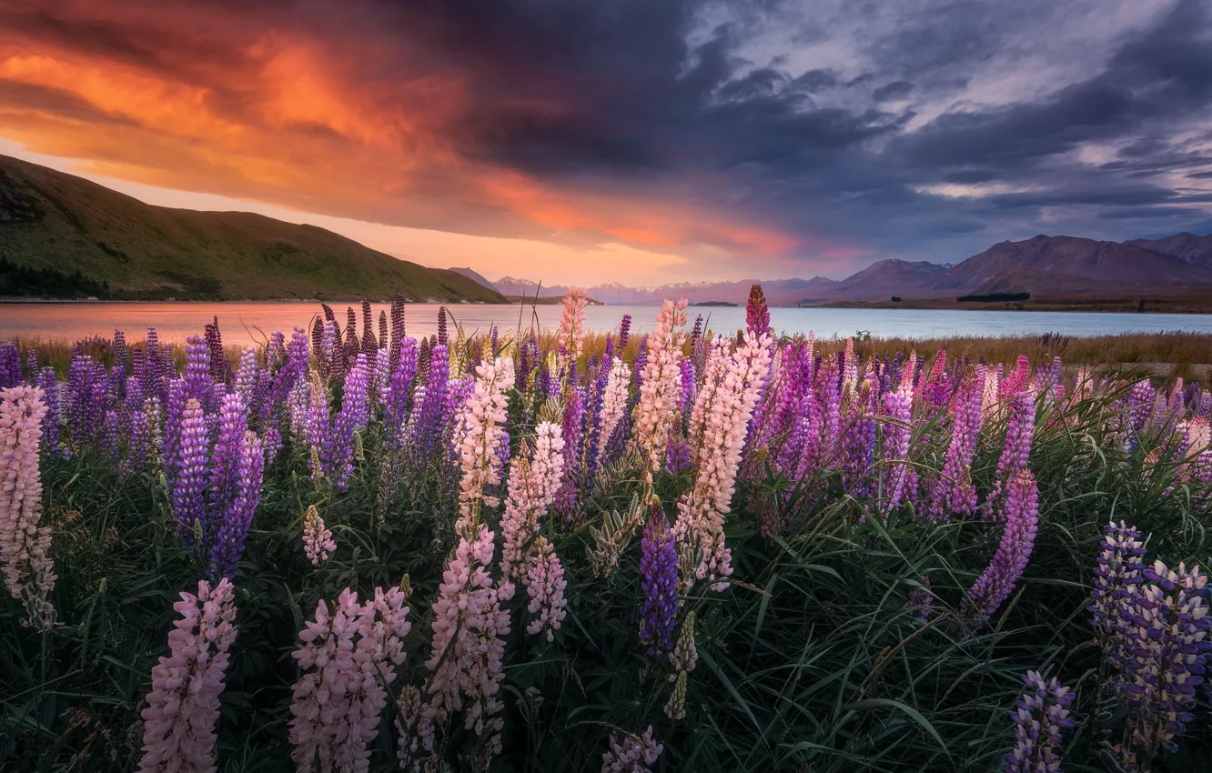 Фото обои закат, цветы, горы, озеро, Новая Зеландия, New Zealand, Lake Tekapo, люпины