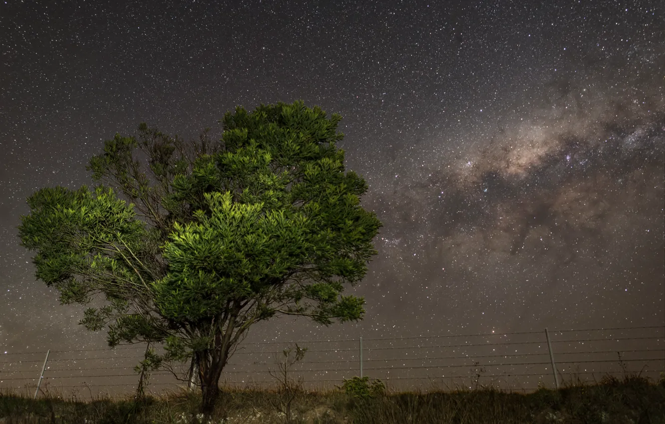 Фото обои звезды, ночь, дерево, млечный путь, осмос