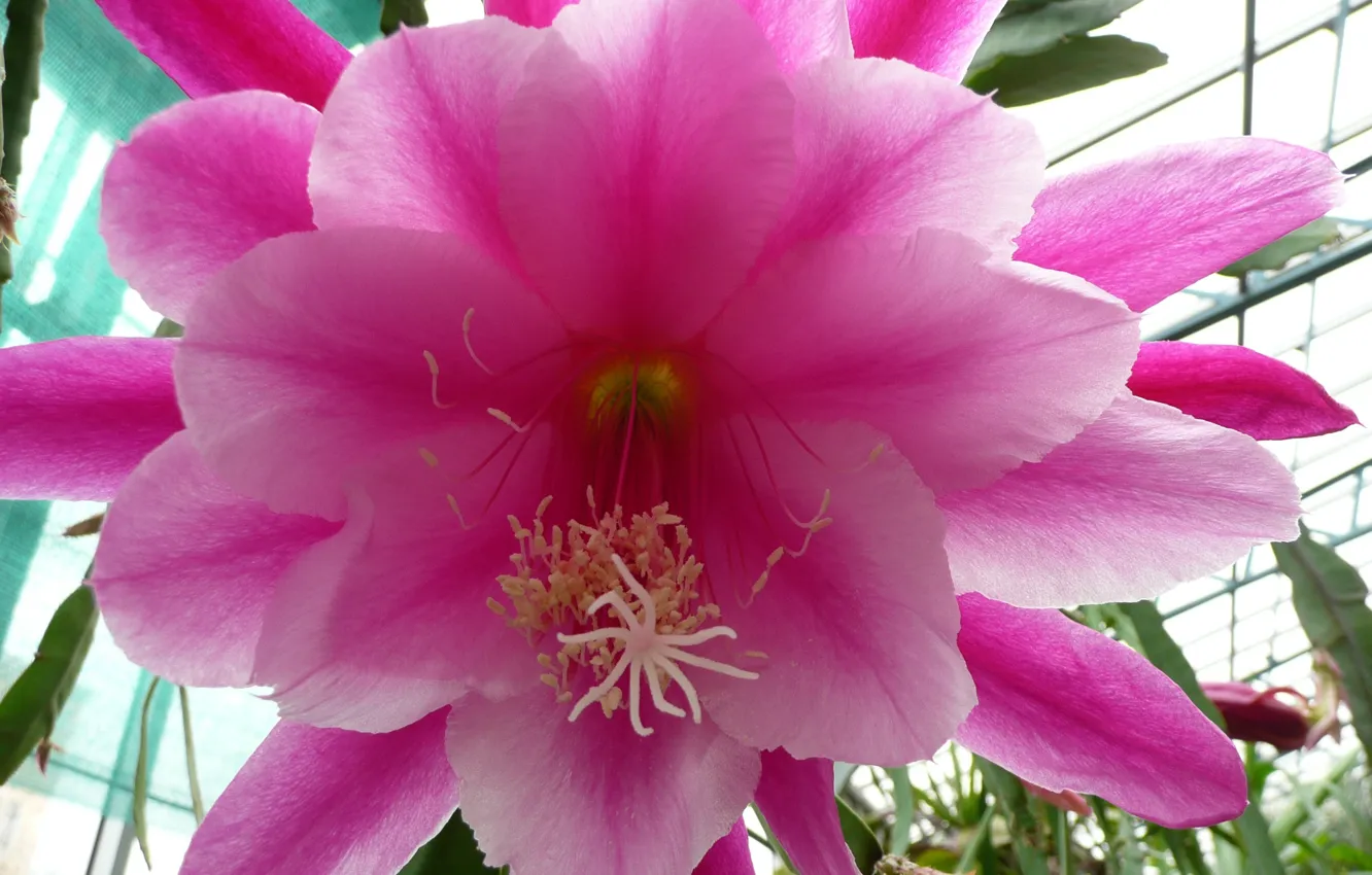 Фото обои flower, hana, by ho4hoj, cactus flower
