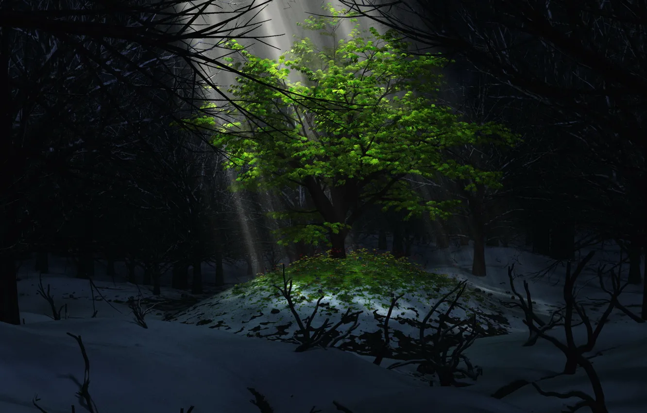 Фото обои свет, снег, дерево, листва