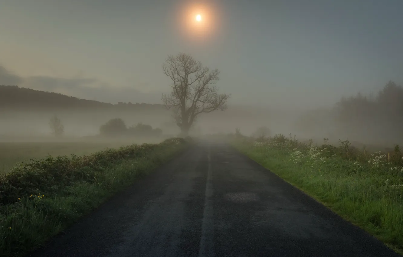 Фото обои дорога, трава, туман, дерево, утро