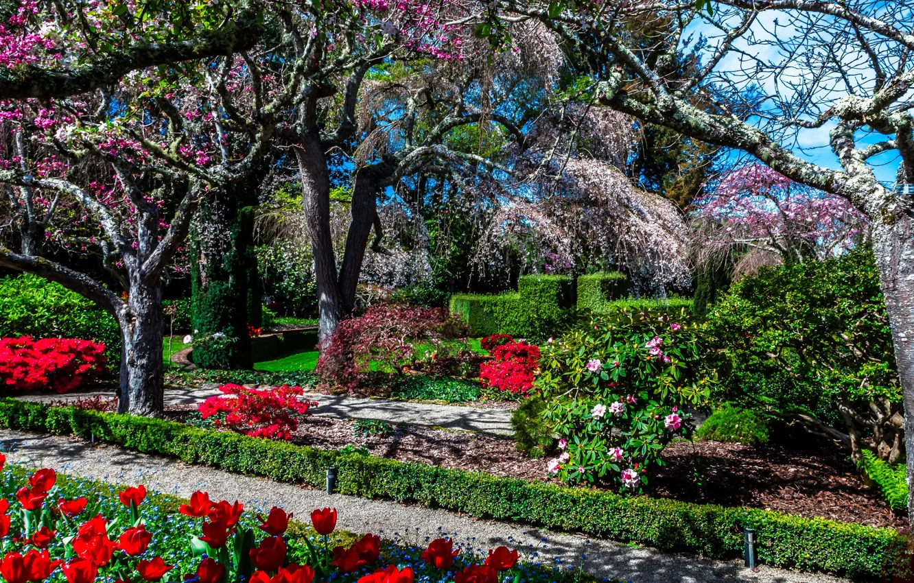Фото обои солнце, деревья, цветы, парк, Калифорния, США, кусты, Filoli Gardens