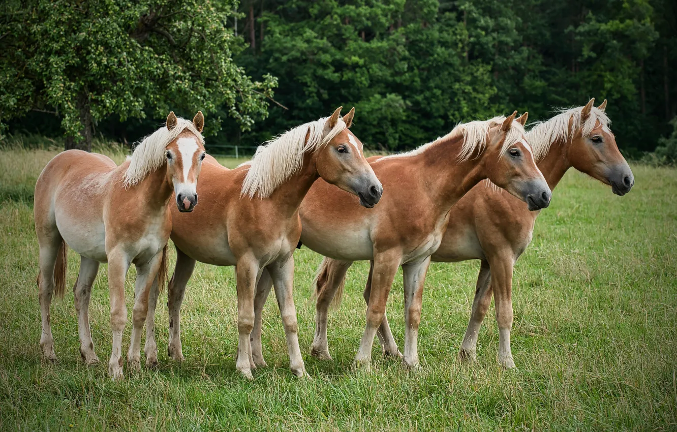Фото обои природа, кони, лошади, квартет, четыре