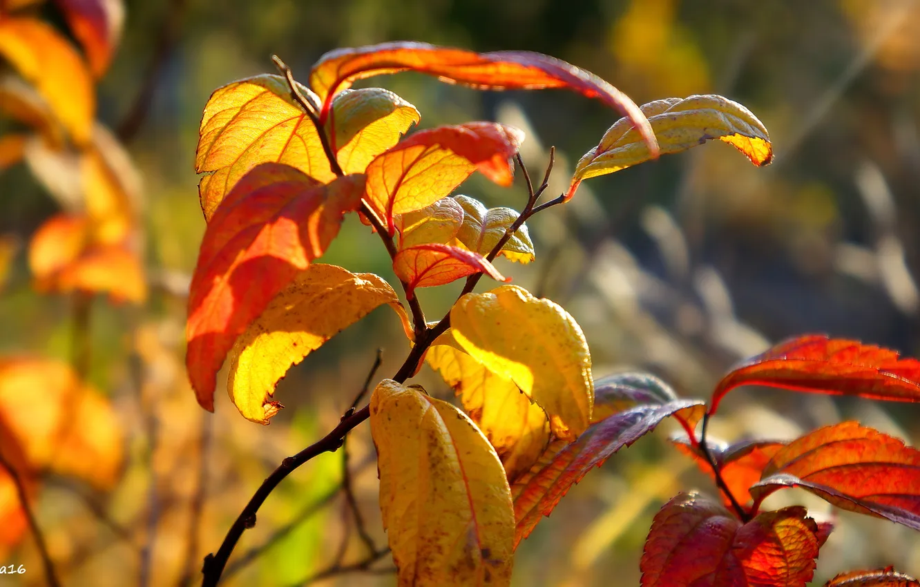 Фото обои autumn, leaf, twig