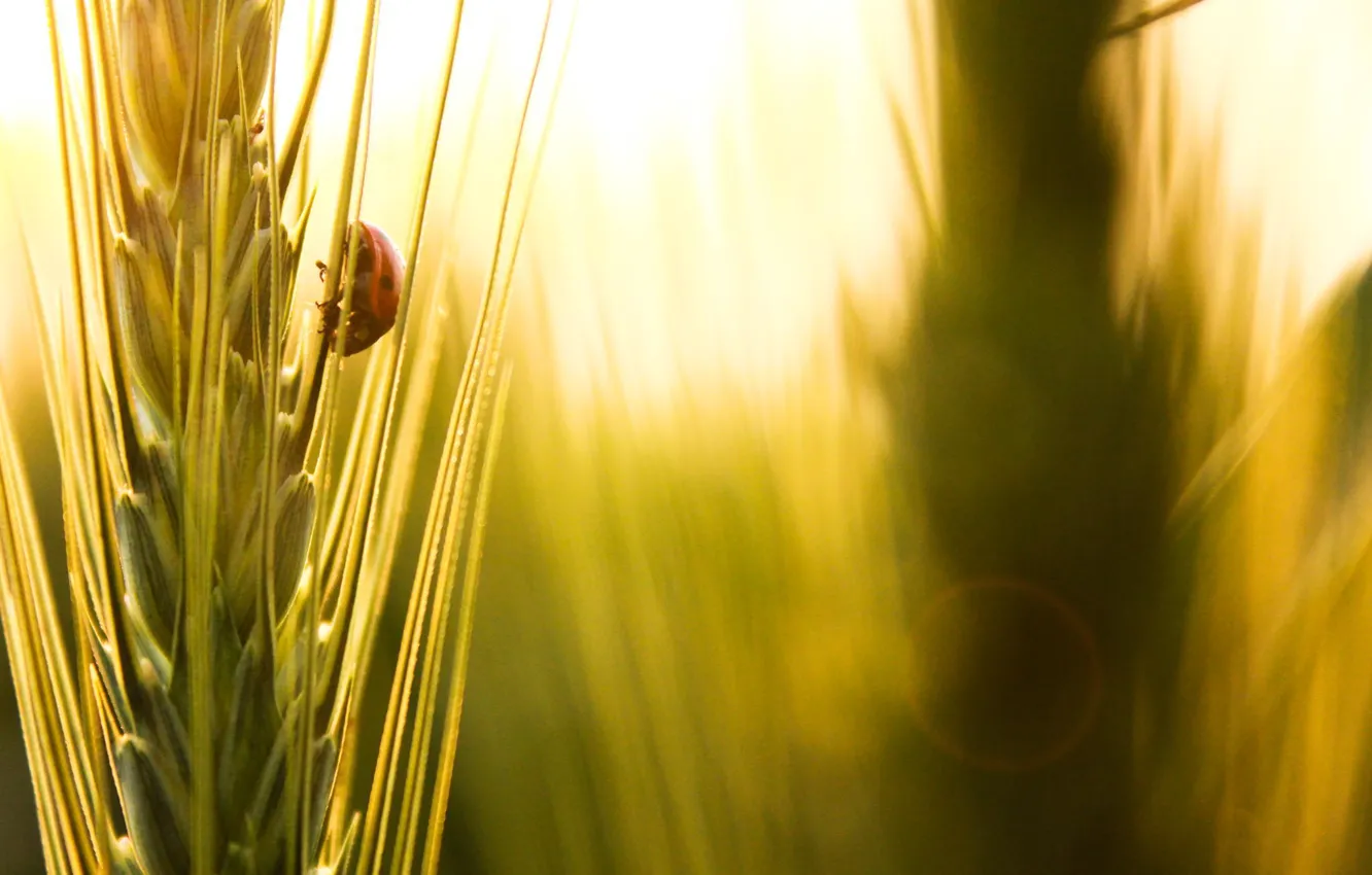 Фото обои пшеница, лето, макро, божья коровка, насекомое