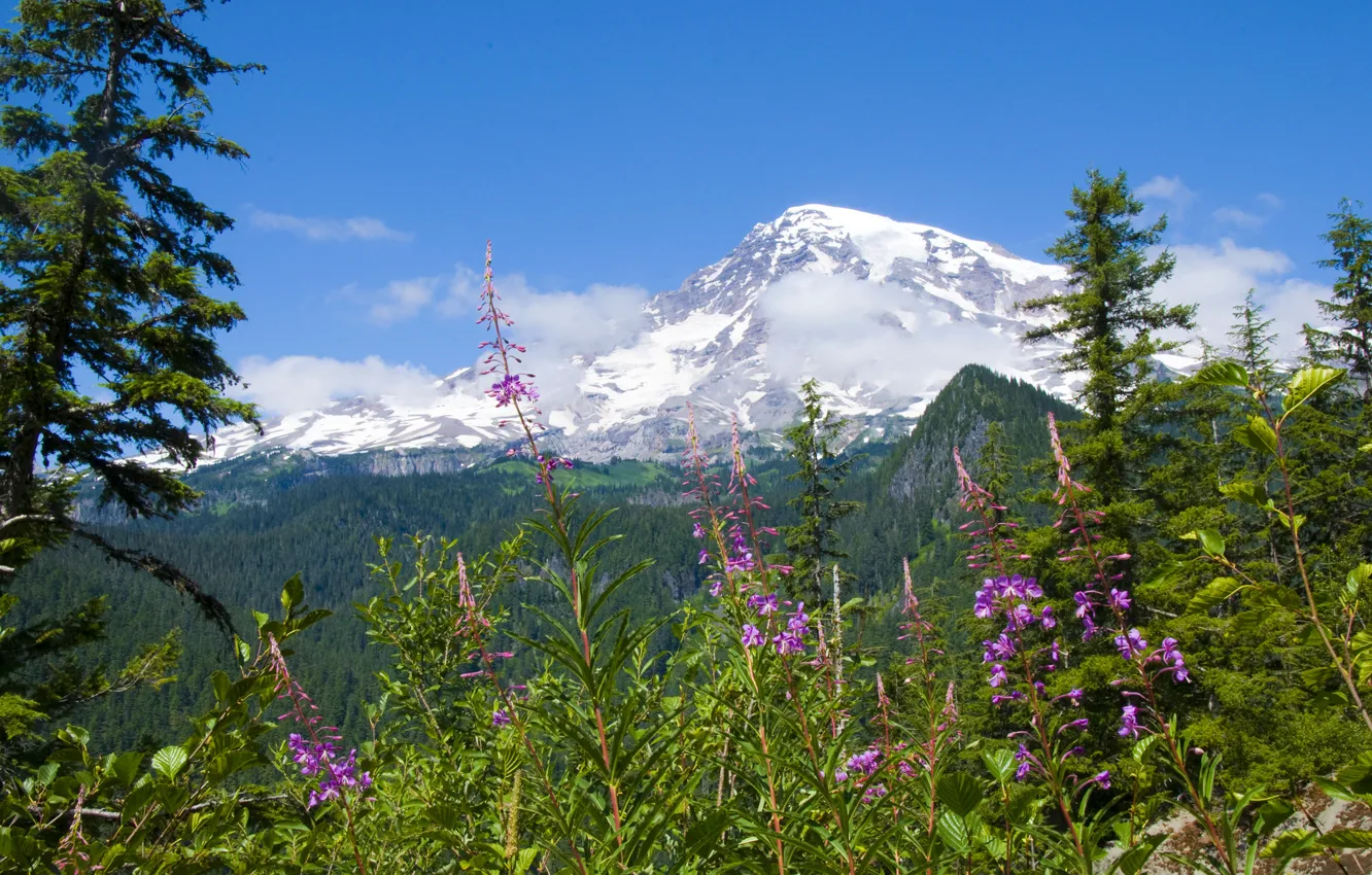 Фото обои лес, цветы, горы, Mount Rainier National Park, Национальный парк Маунт-Рейнир