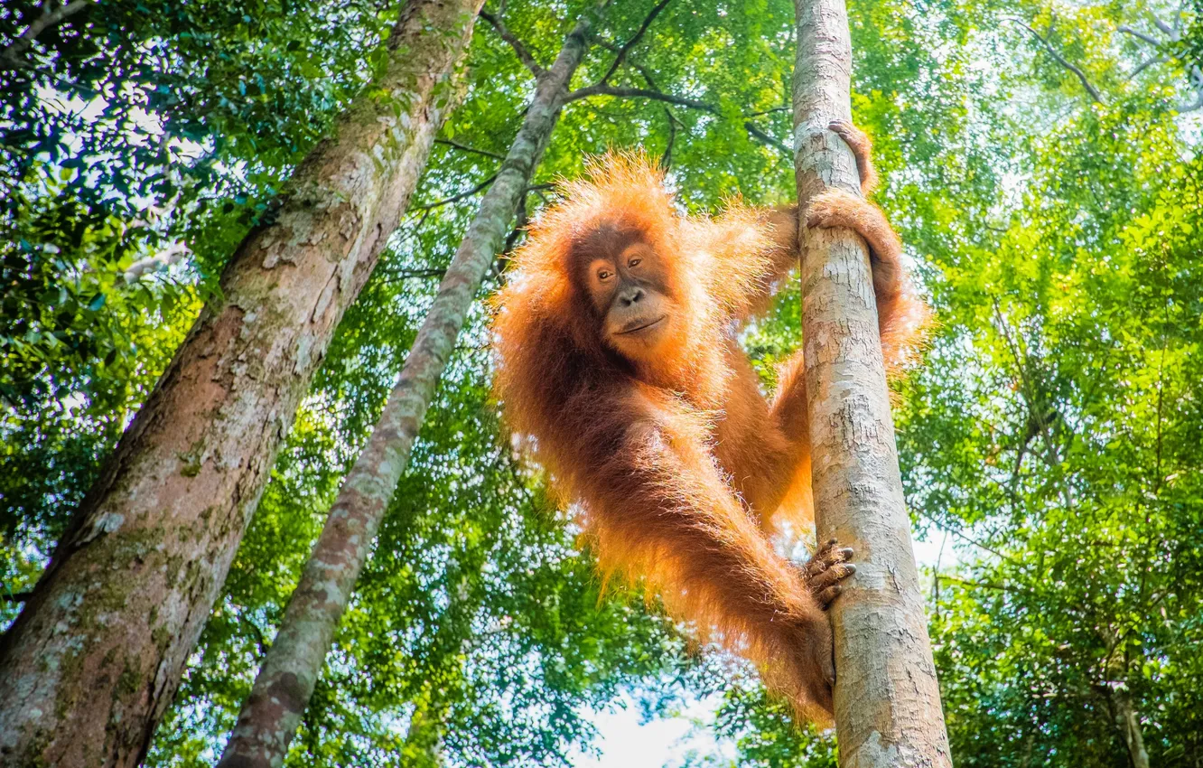 Фото обои orangutan, great apes, evolutionary theory, bornean orang-utan