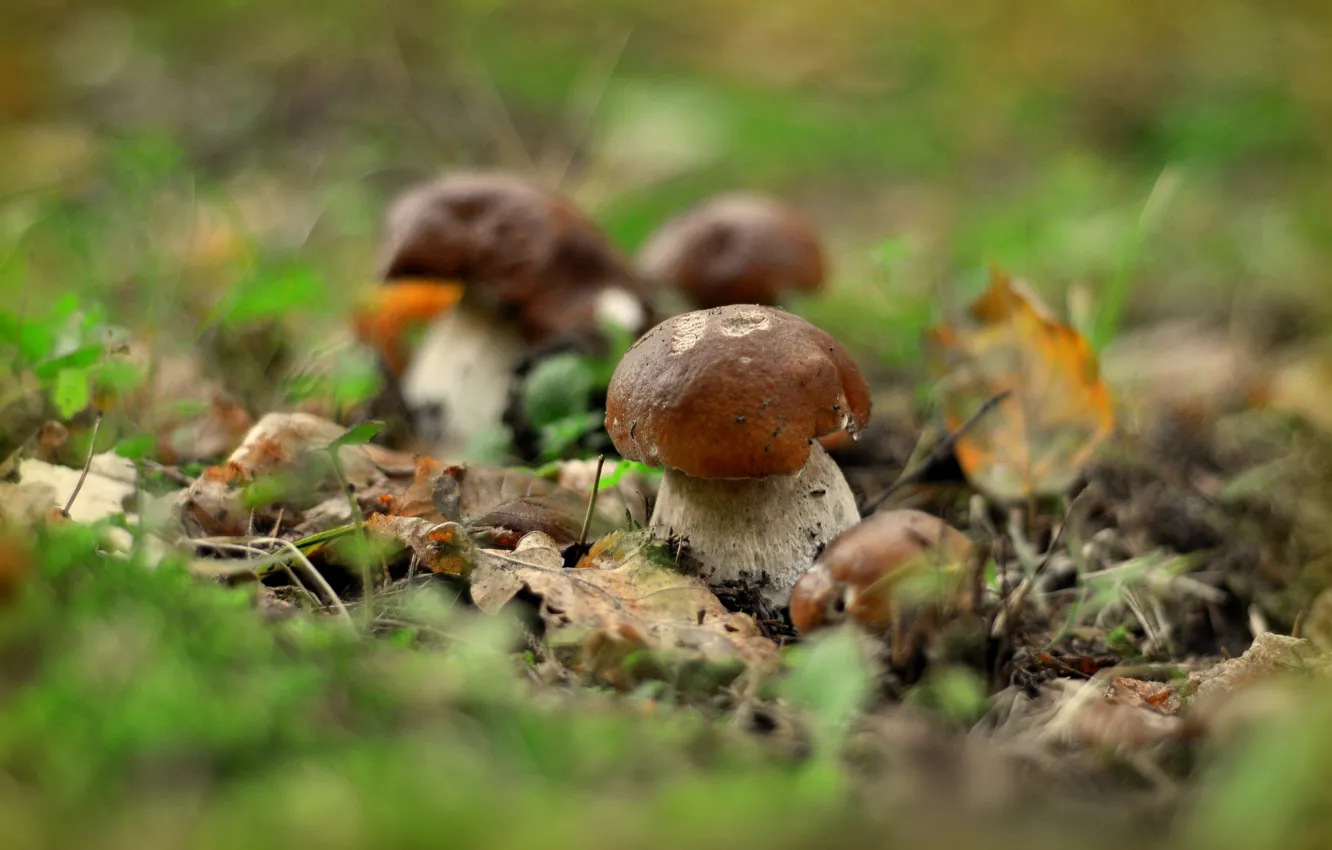 Фото обои осень, грибы, боке