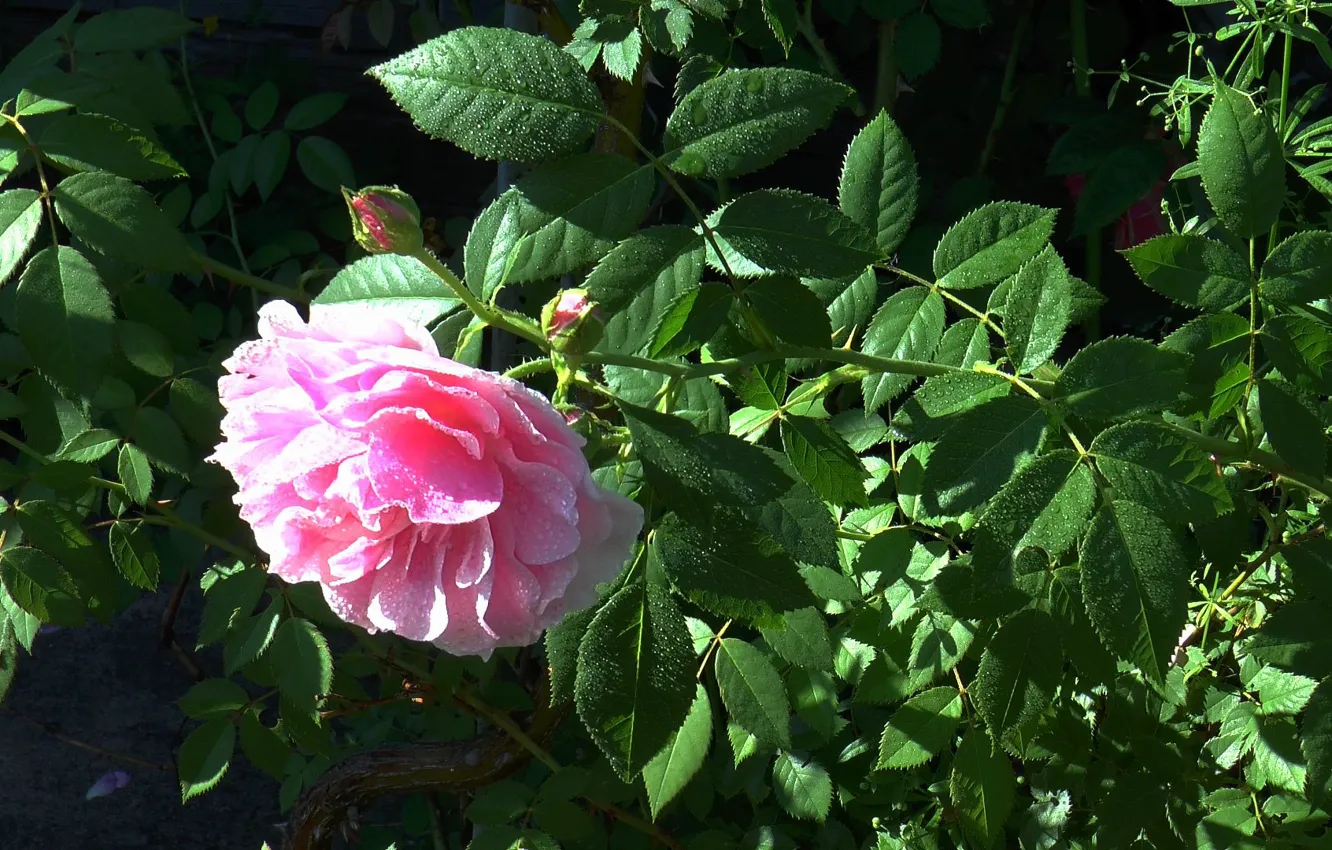 Фото обои цветок, лето, роза чайная