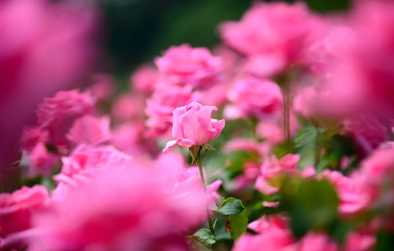 Фото обои роза, лепестки, много, розовый цвет