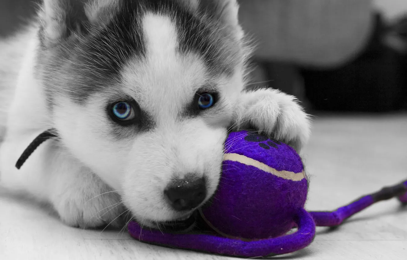 Фото обои logo, toy, puppy, close-up, dog, animal, wolf, black and white