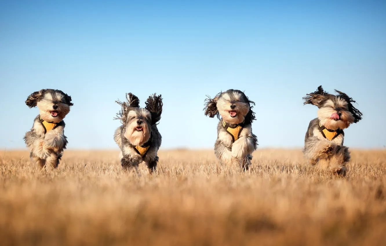 Фото обои поле, собаки, бег, The mushketeers