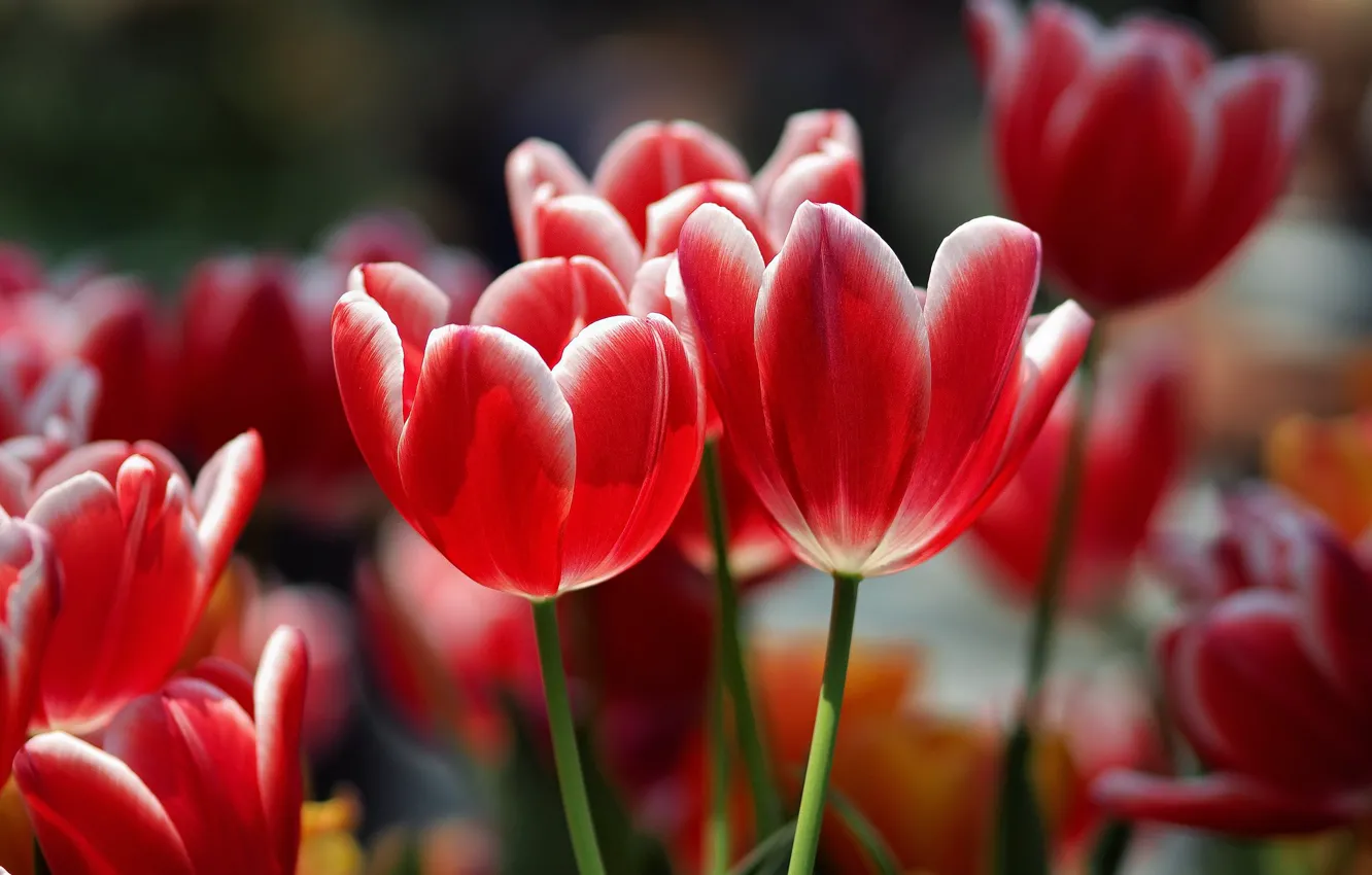 Фото обои весна, тюльпаны, красные, бутоны