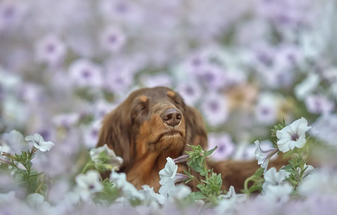 Фото обои цветы, природа, животное, собака, голова, пёс, петунья