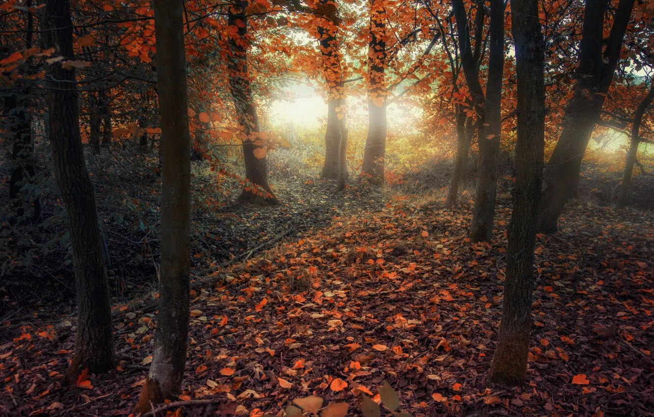 Фото обои осень, лес, деревья, листва, forest, trees, Autumn, leaves