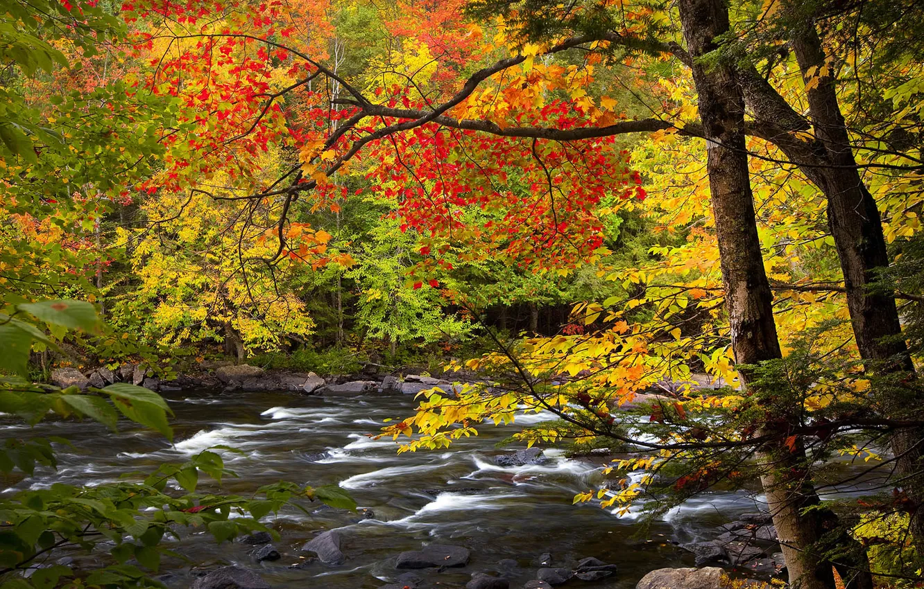Фото обои осень, листья, деревья, река, камни, Ontario, Algonquin Park
