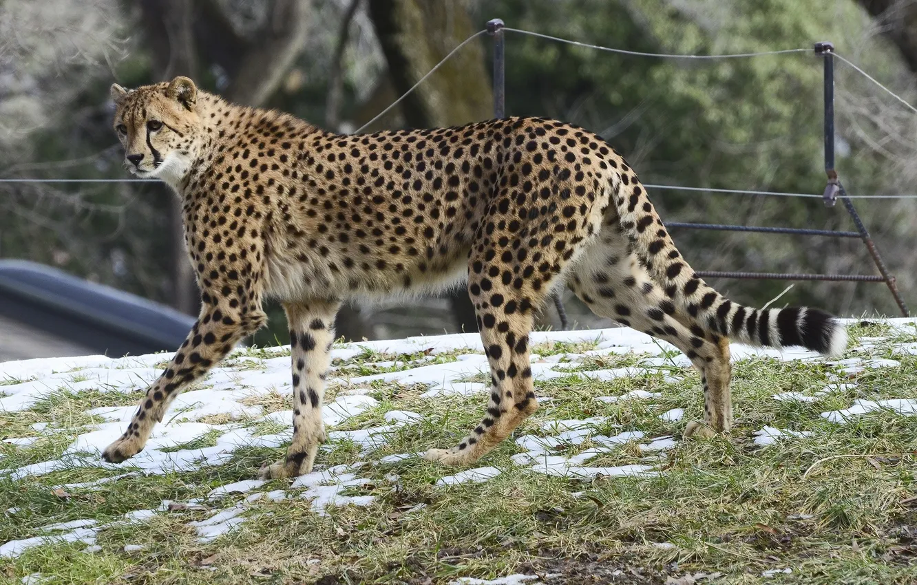 Фото обои хищник, пятна, гепард, прогулка, дикая кошка
