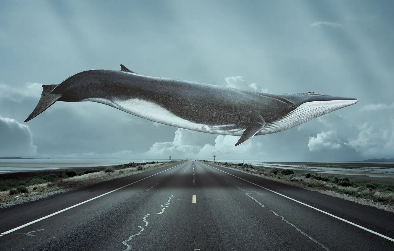 Фото обои дорога, лучи, кит, летать