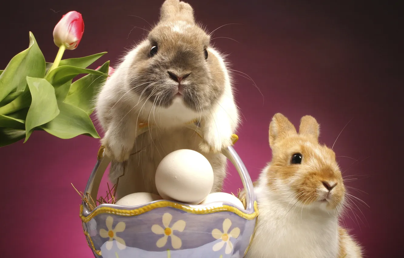 Фото обои тюльпан, яйцо, пасха, кролики, easter
