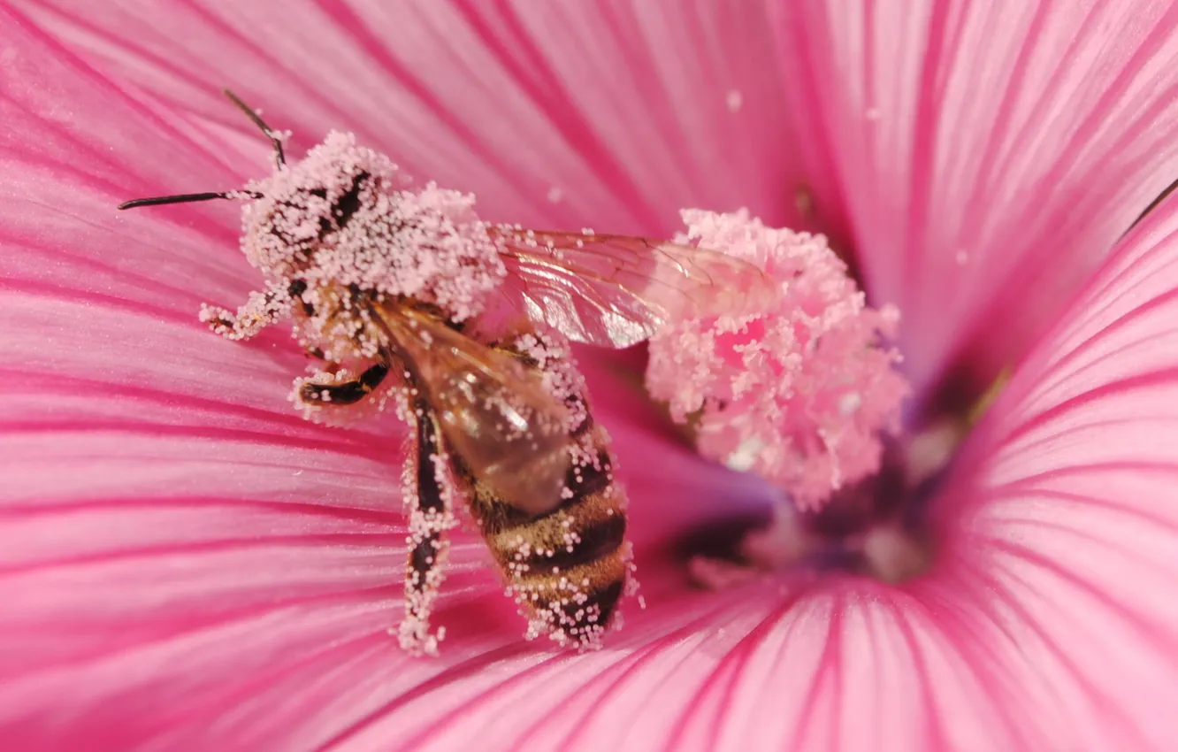 Фото обои цветок, макро, природа, пчела, пыльца