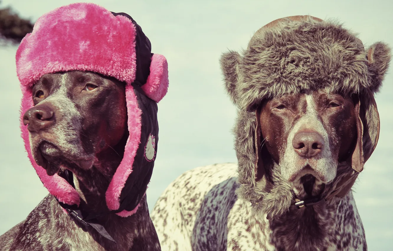 Фото обои собаки, шапки, ушанки