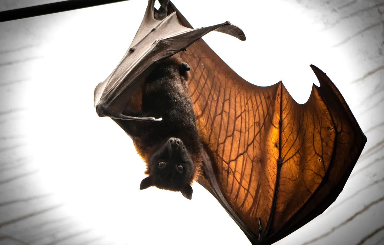 Фото обои природа, летучая мышь, batmans return