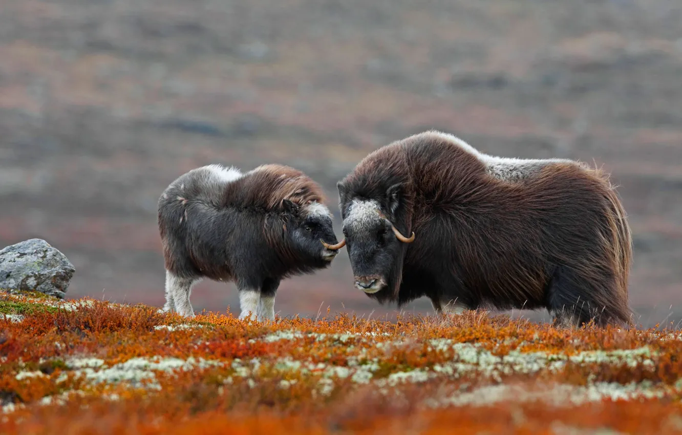 Фото обои Норвегия, национальный парк, овцебык, Доврефьель-Сунндалсфьелла