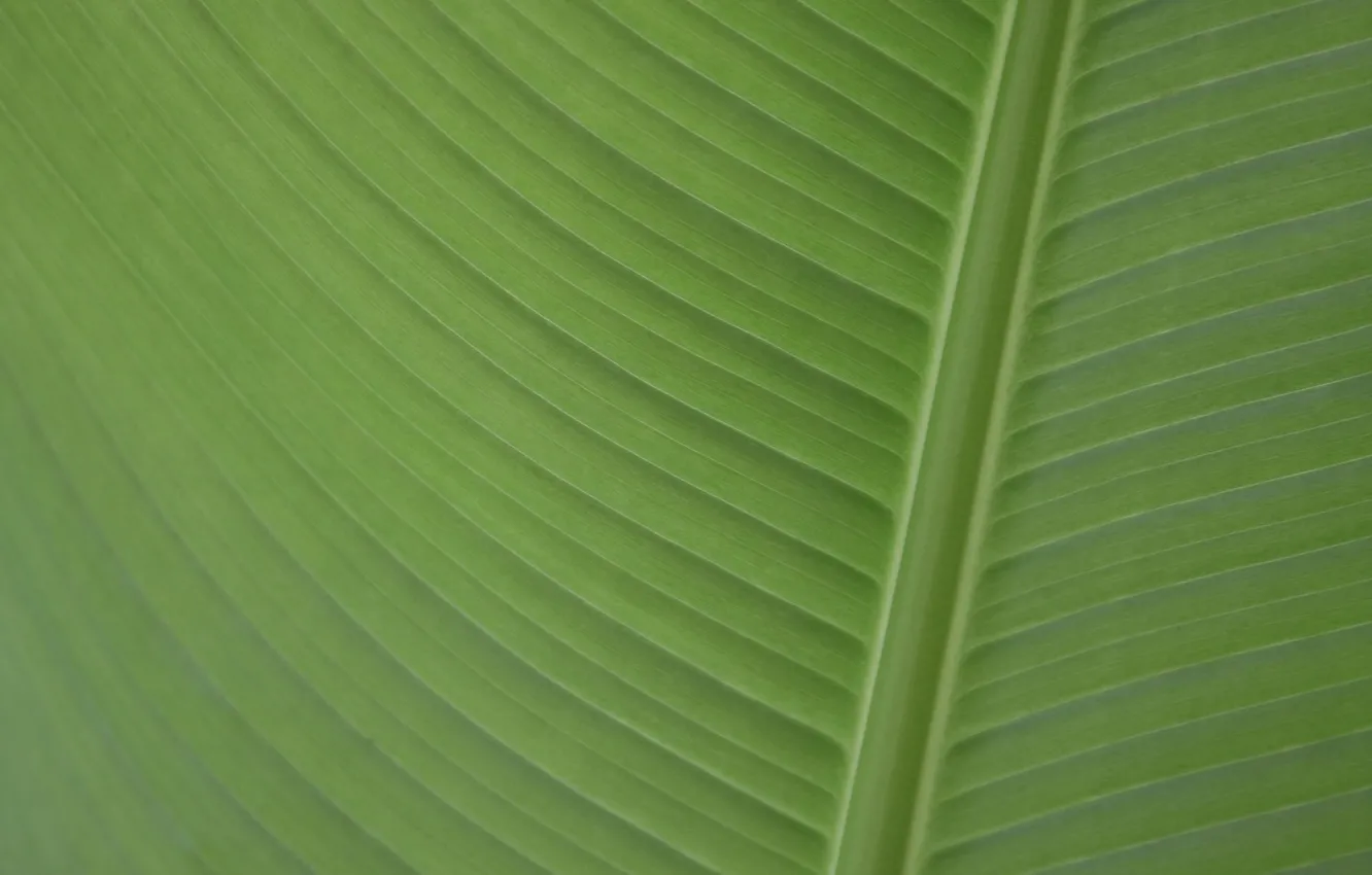 Фото обои banana, Leaf, banana leaf, palmengarten